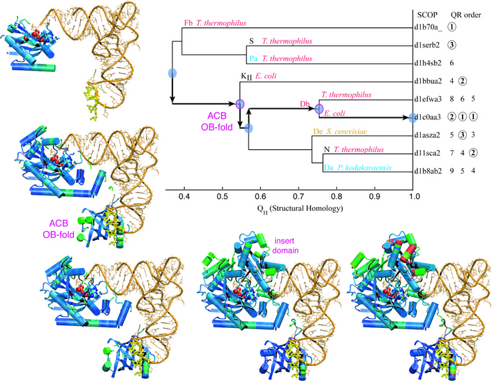 Evolution of Biomolecular Structure: Class-II Aminoacyl-tRNA Synthetases