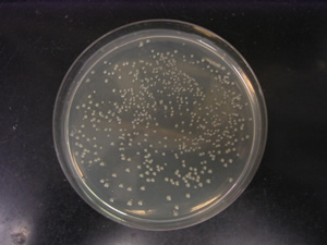 photo of petri plate with competent cells 